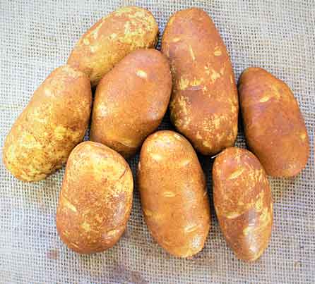 Norkotah 3 Russet Seed Potatoes from San Acacio Seed