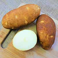 Norkotah 3 Russet Seed Potatoes