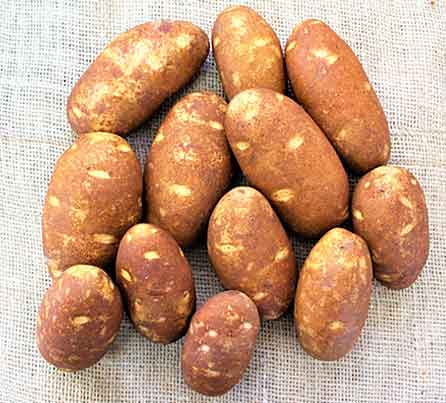Norkotah 8 Russet Seed Potatoes from San Acacio Seed