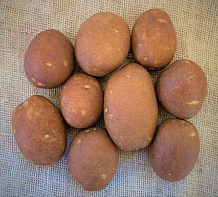 Centennial Russet Seed Potatoes from San Acacio Seed