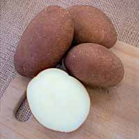 Centennial Russet Seed Potatoes